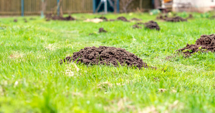 piles-earth-lawn-dug-by-moles-fight-against-moles-spoiled-lawn