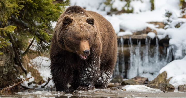 close-wild-big-brown-bear-near-forest-lake