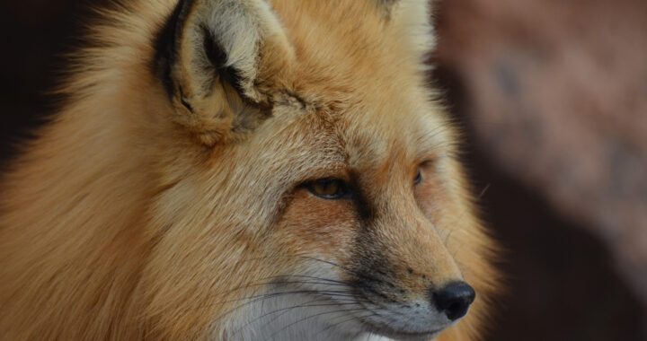 beautiful-long-nose-red-fox